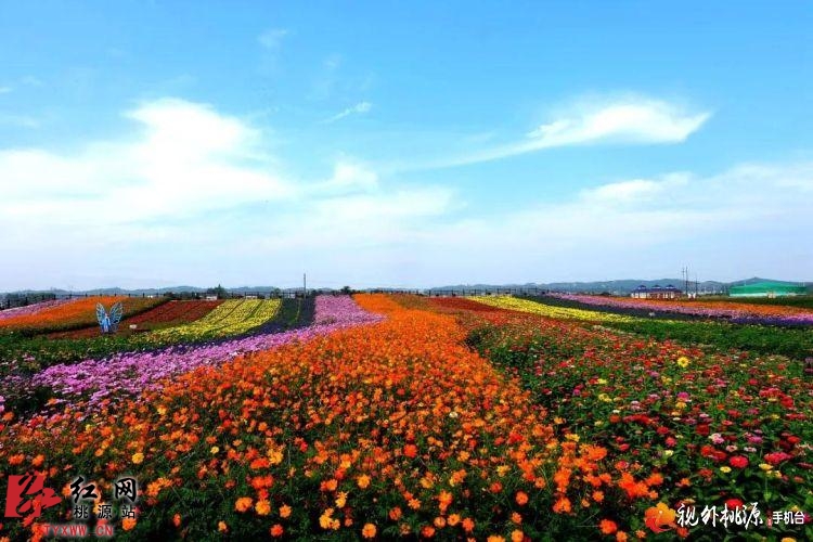 常德桃源这些年我们一起游过的枫林花海