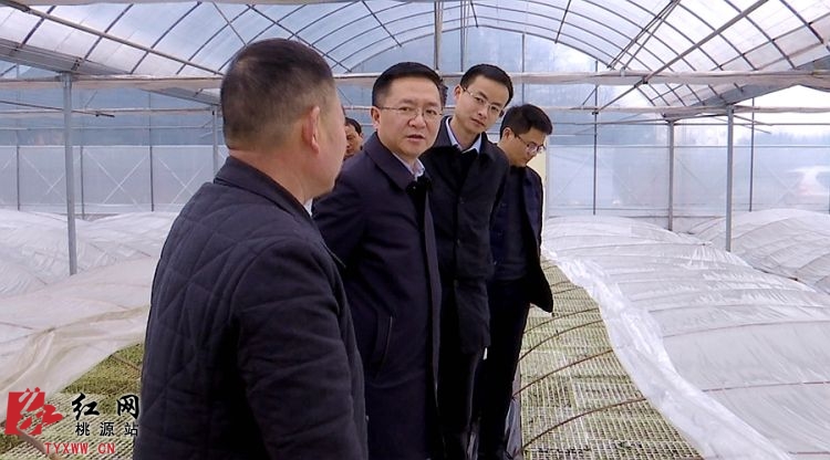 桃源县委书记周代惠调研指导乡镇工作_本地要闻_桃源新闻网